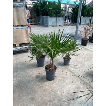TF22 TRACHYCARPUS FORTUNEI POT DE 7 LITRES