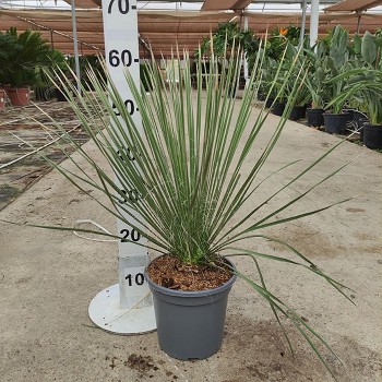 YE20 YUCCA ELETA POT DE 3,5 LITRES
