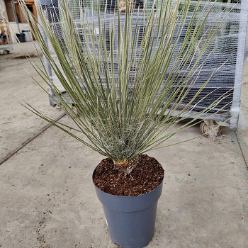 YE22 YUCCA ELETA POT DE 7 LITRES 