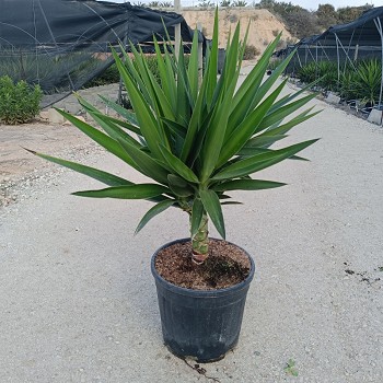YUE25 YUCCA ELEPHANTIPES TIGE POT DE 10 LITRES