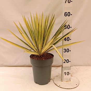 YF22 YUCCA FILAMENTOSA COLOR GUARD POT DE 7 LTRS