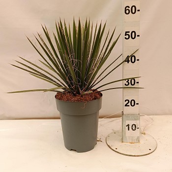 YFI22 YUCCA FILIFERA POT DE 7 LITRES 