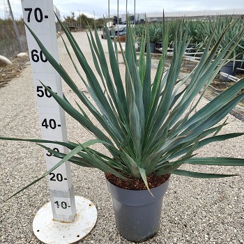 YG23 YUCCA GLORIOSA POT DE 7 LITRES 