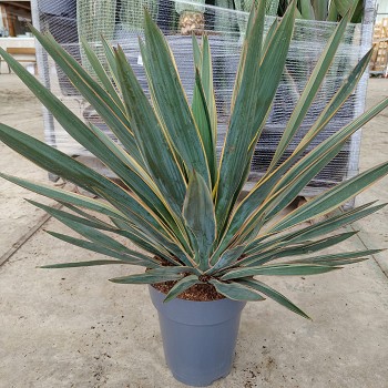 YGV22 YUCCA GLORIOSA VARIEGATA POT DE 7 LITRES 