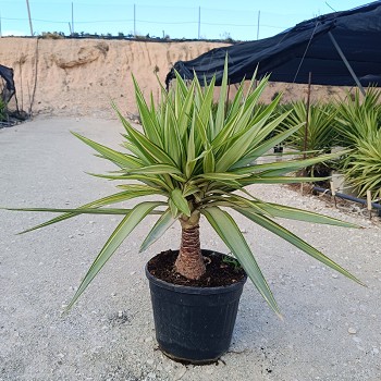 YJ25 YUCCA JEWEL TIGE POT DE 10 LITRES 