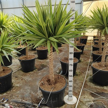 YJ45 YUCCA JEWEL TIGE POT DE 55 LITRES 