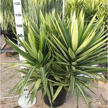 YUJ40 YUCCA JEWEL POT DE 30 LITRES 