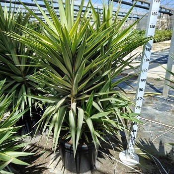 YUJ60 YUCCA JEWEÑ POT DE 70 LITRES 