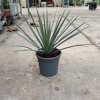 YP20 YUCCA POTOSINA POT DE 3,5 LITRES