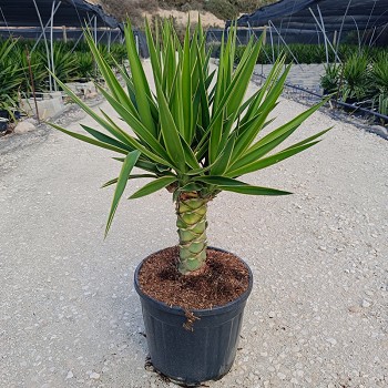 YP25 YUCCA PUCK TIGE POT DE 10 LITRES