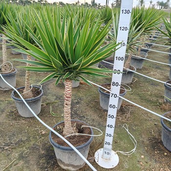 YP40 YUCCA PUCK TIGE POT DE 30 LITRES 