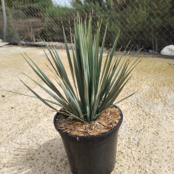 YR20 YUCCA ROSTRATA POT DE 3,5 LITRES