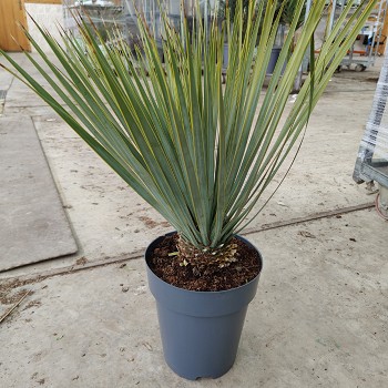 YR22 YUCCA ROSTRATA POT DE 7 LITRES 