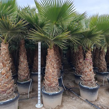 WR150 WAHINGTONIA ROBUSTA 140/160 DE TRONC 