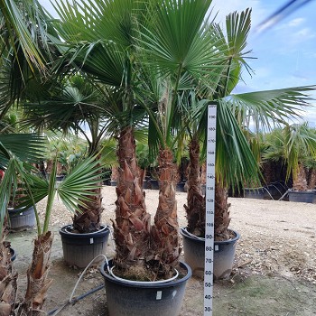 WR2T WASHINTONIA ROBUSTA 2 TRONCS 250CM/+