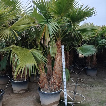 WR3T WASHINGTONIA ROBUSTA 3 TRONCS 250CM/+
