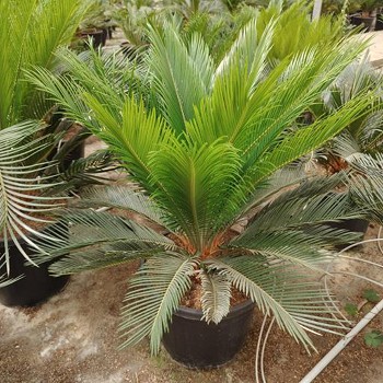 CR30 CYCAS REVOLUTA POT DE 15 LITRES