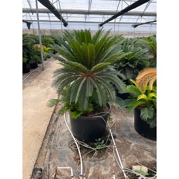 CR50 CYCAS REVOLUTA POT DE 60 LITRES 