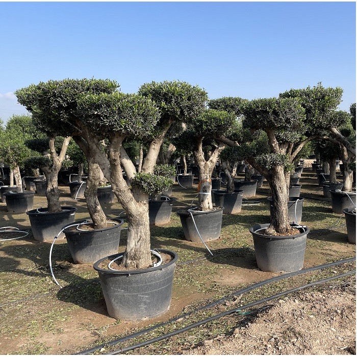 Olivier Plateau (nuage) : Des arbres exceptionnels pour Sublimer votre jardin