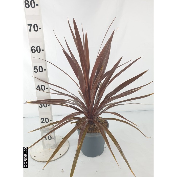 Viveros 5 : CORDBL20 CORDYLINE BLACK NIGHT POT DE 3,5 LITRES