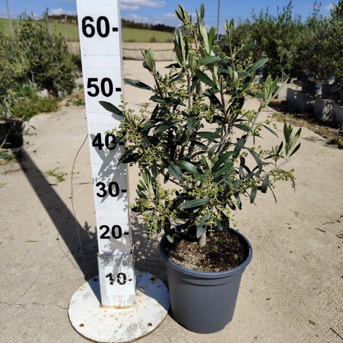 Viveros 5 : OLIM20DR OLIVIER BUISSON POT DE 3,5 LITRES