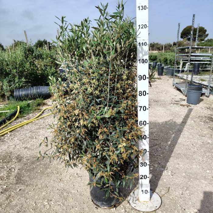 Viveros 5 : OLIM40DR OLIVIER BUISSON POT DE 30 LITRES