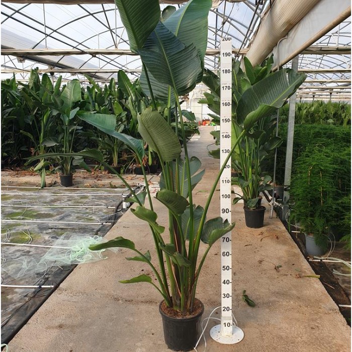 Viveros 5 : SN30 STRELITZIA NICOLAI POT DE 15 LITRES
