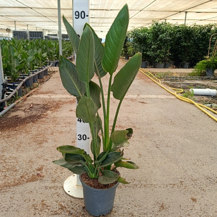 Viveros 5 : SR20 STRELITZIA REGINA POT DE 3,5 LITRES