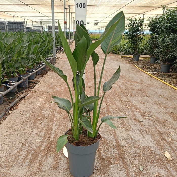 Viveros 5 : SR22 STRELITZIA REGINA POT DE 10 LITRES