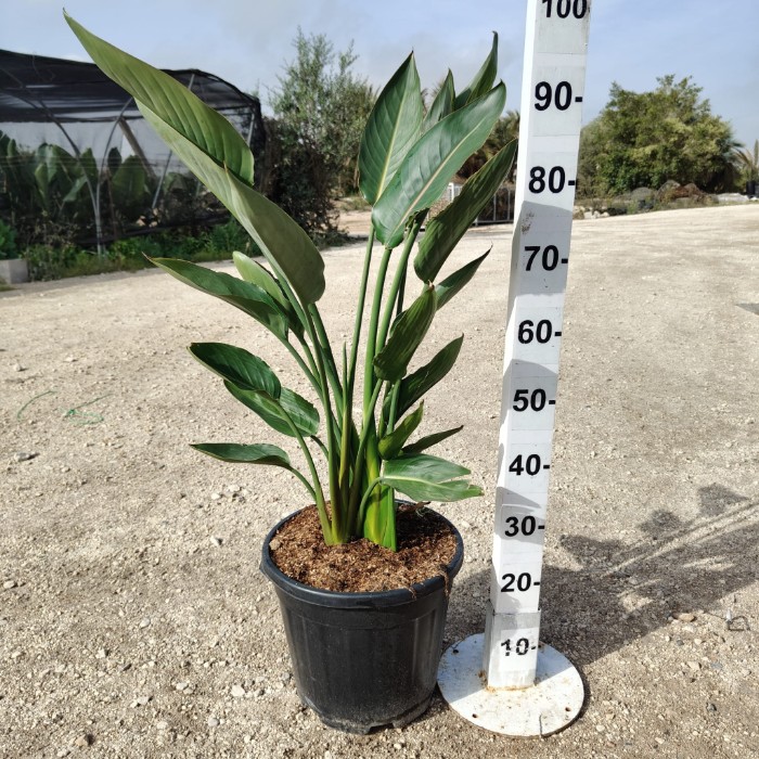 Viveros 5 : SR30 STRELITZIA REGINA POT DE 15 LITRES