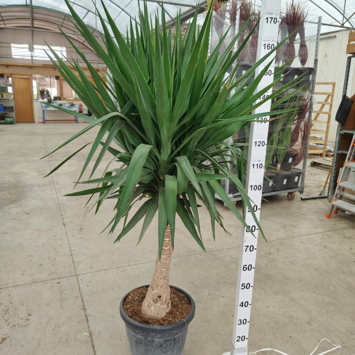 Viveros 5 : YUE40 YUCCA ELEPHANTIPES TIGE POT DE 30 LITRES
