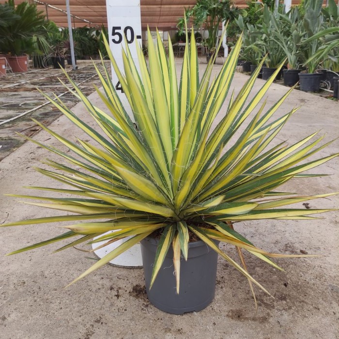 Viveros 5 : YF20 YUCCA FILAMENTOSA COLOR GUARD POT DE 3,5 LTRS