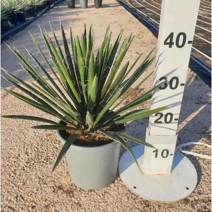 Viveros 5 : YFI20 YUCCA FILIFERA POT DE 3,5 LITRES