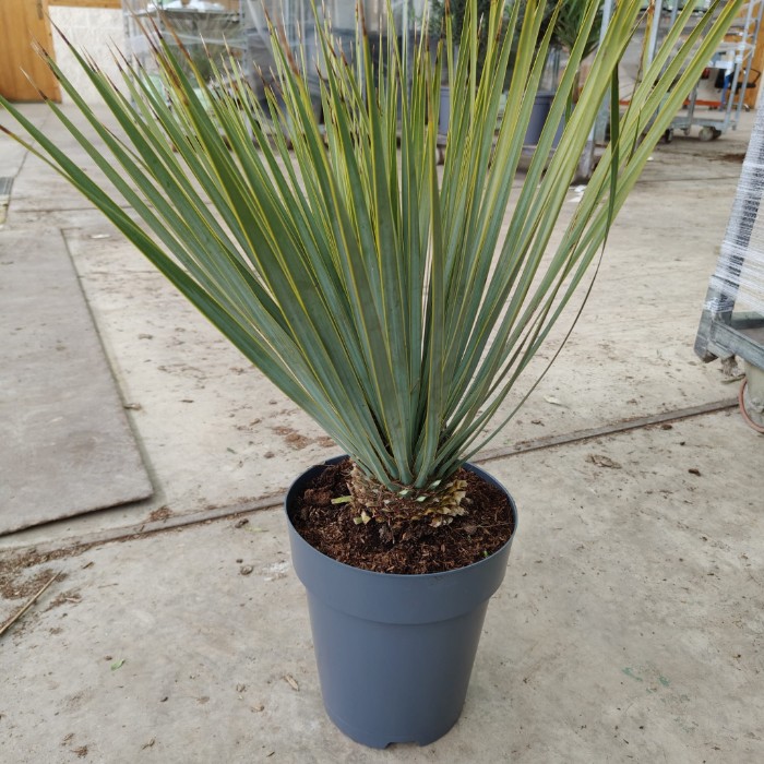 Viveros 5 : YR22 YUCCA ROSTRATA POT DE 7 LITRES