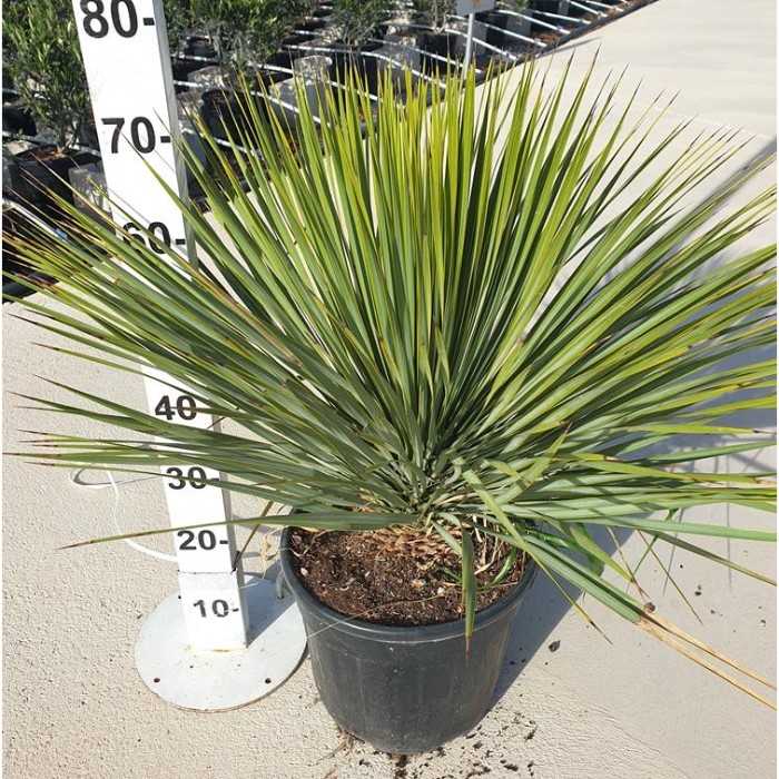 Viveros 5 : YR30 YUCCA ROSTRATA POT DE 15 LITRES