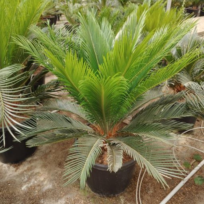Viveros 5 : CR30 CYCAS REVOLUTA POT DE 15 LITRES