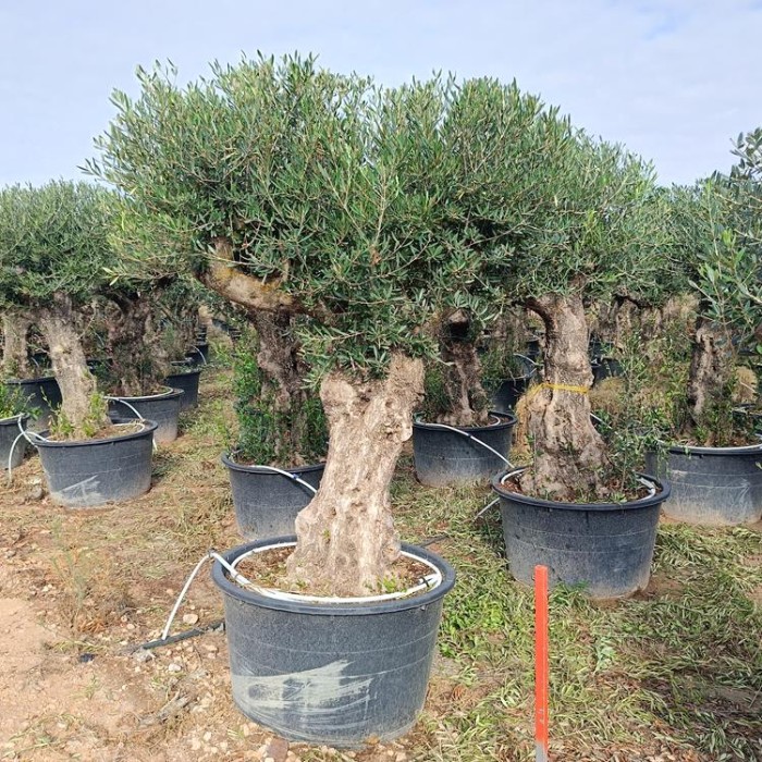 Viveros 5 : 00200425 OLIVIER HOJIBLANCA POT DE 230-280 LITRES