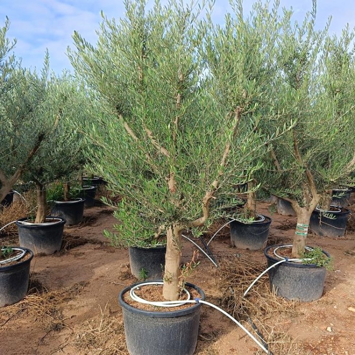 Viveros 5 : 00200484 OLIVIER TOSCANA POT DE 120 LITRES