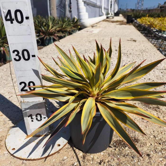 Viveros 5 : 00200365 YUCCA CITRUS TWIST EN POT DE 3,5 LITRES