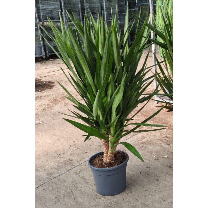 Viveros 5 : 00200229 YUCCA ELEPHANTIPES POT DE 10 LITRES
