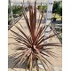 Viveros 5 : CRS CORDYLINE RED STAR POT DE 15 LITRES