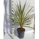 Viveros 5 : CTD CORDYLINE TORBAY DAZLER POT DE 15 LITRES