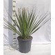 Viveros 5 : DS DASYLIRION SERRATIFOLIUM POT DE 15 LITRES 