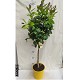Viveros 5 : AGR CITRONNIER 4 SAISONS POT DE 15 LITRES 