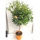 Viveros 5 : AGR KUMQUAT POT DE 15 LITRES 