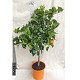Viveros 5 : AGR ORANGER POT DE 15 LITRES 