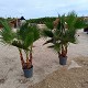 Viveros 5 : WR10MULTI WASHINGTONIA ROBUSTA MULTITRONCS 10LTS