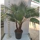 Viveros 5 : W30MULTI WASHINGTONIA ROBUSTA MULTITRONCS 30LTS