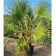 Viveros 5 : WR30 WASHINGTONIA ROBUSTA POT DE 30 LITRES