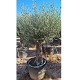 Viveros 5 : OMP OLIVIER MINI PATA 60/80 POT DE 130 LITRES 